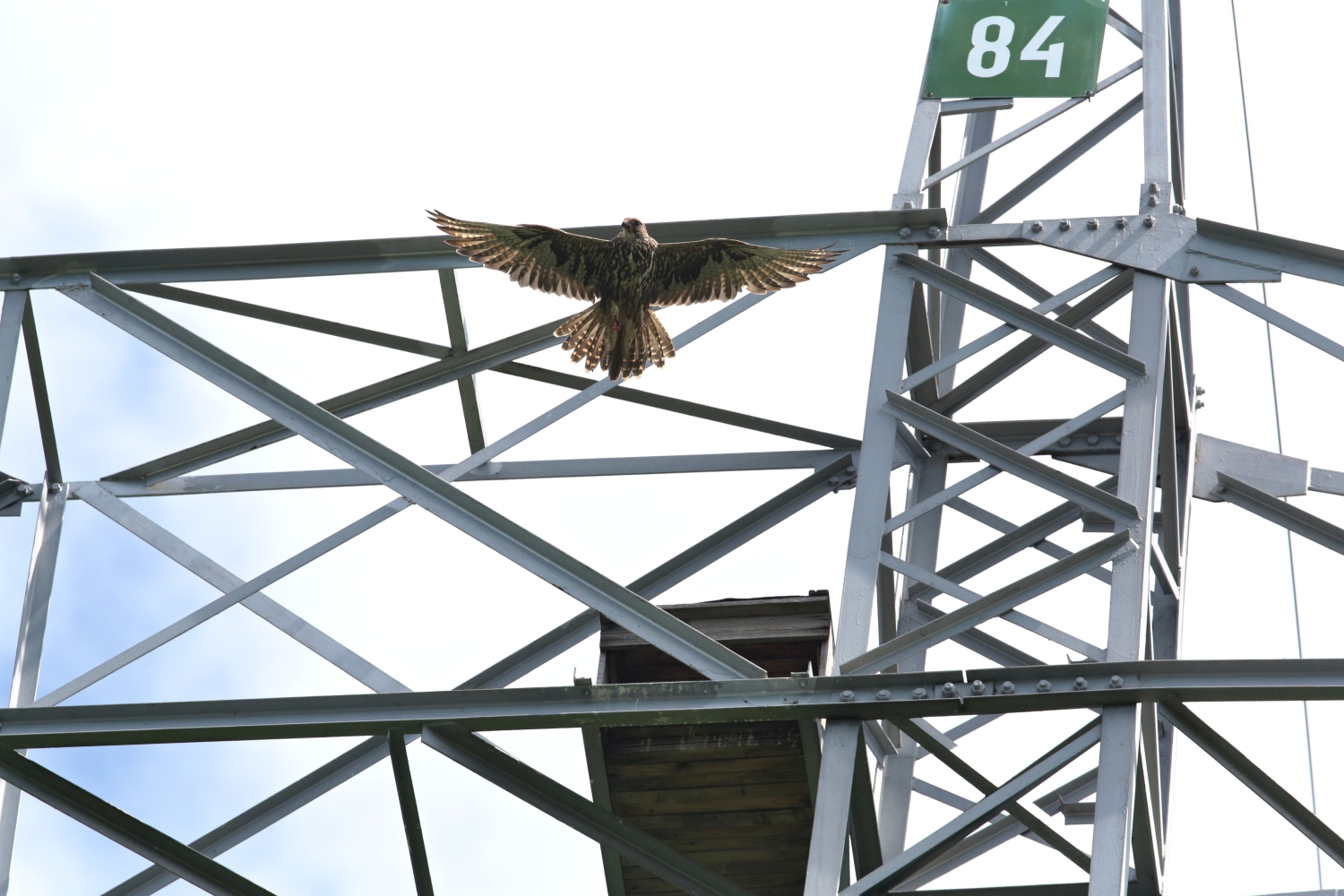 ENDANGERED SAKER FALCON IN SLOVAKIA HAS BROKEN ANOTHER RECORD